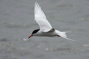 Tern, Forster's, 2014-05152919 Edwin B Forsythe NWR, NJ